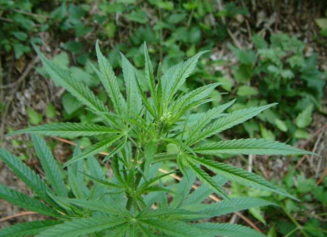 cannabis