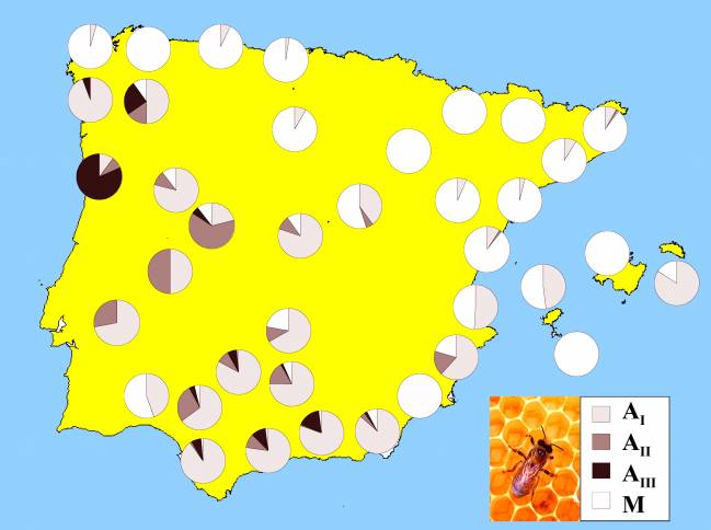 Mapa genético de la abeja doméstica