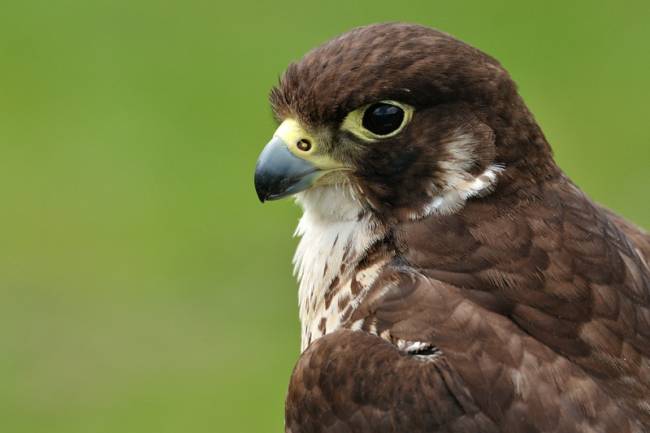 Los datos de este estudio mejorarán nuestra comprensión sobre la evolución adaptativa de las aves rapaces y ayudarán a su conservación./ Guillermo Fdez.