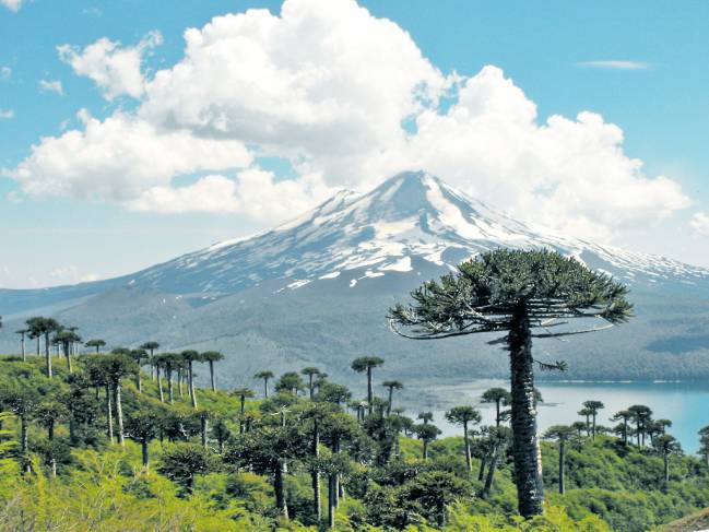 Araucaria, pewen o pino chileno