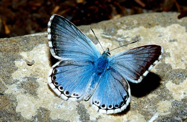 Un endemismo ibérico y rara en Segovia, la Niña Ibérica o Polyommatus caelestissimus