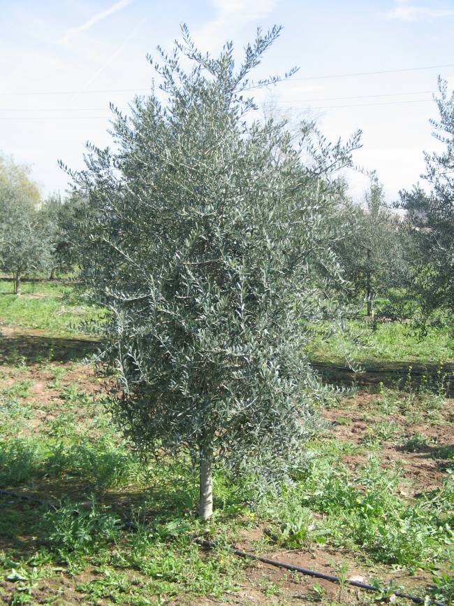 La nueva variedad de olivo es resistente al Verticillium