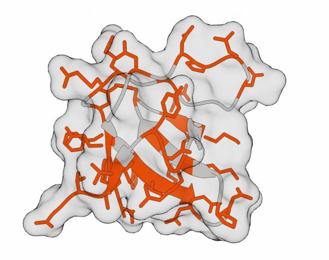 GRB2-SH3 es una proteína con 34 aminoácidos