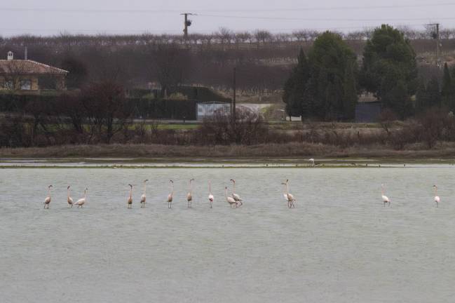 Reserva Natural de la Laguna de La Inesperada, en Pozuelo de Calatrava (Ciudad Real), este lunes, Día Mundial de los Humedales.