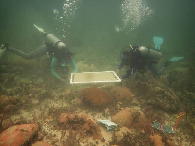 Kathryn Toth (izquierda) y Arelys Chaparro (derecha) trabajando en una estructura de sombreado para corales