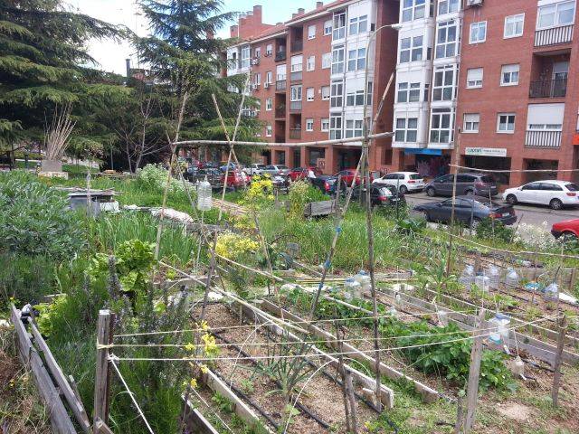 Huerto urbano Villa Rosa de la Rehdmad que se ofreció a colaborar en el estudio. Fuente: Miguel Izquierdo.