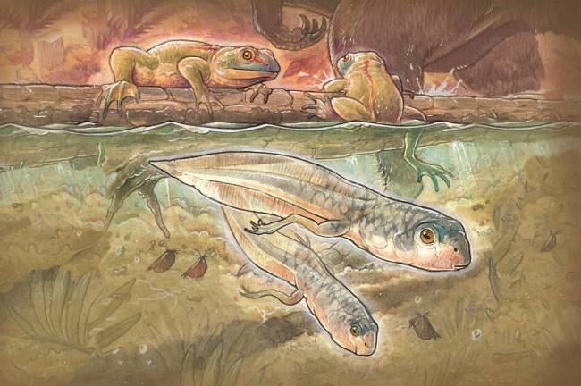 Hace 165 millones de años, estos renacuajos y ranas convivían con pequeños mamíferos y dinosaurios