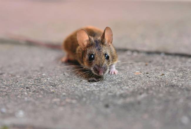 ratón