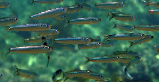 Sardina pilchardus (FOTO: WIKIPEDIA). 