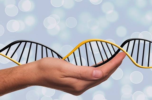 Deoxyribonucleic acid - CC