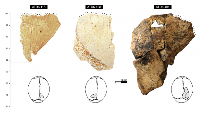 Restos parietales de Homo antecessor
