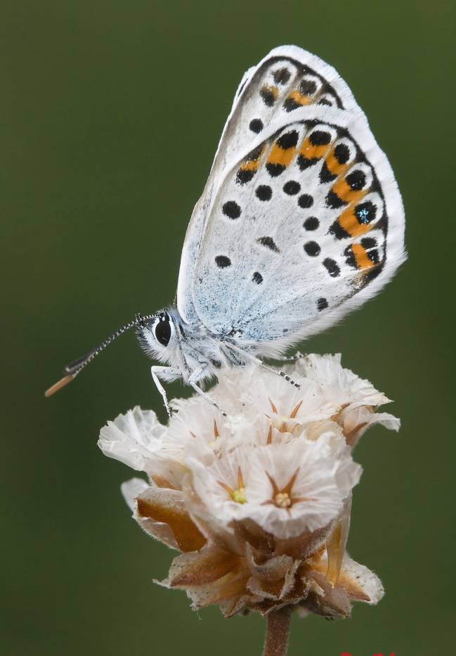 Mariposa Plebejus Argus / Rafael Obregón
