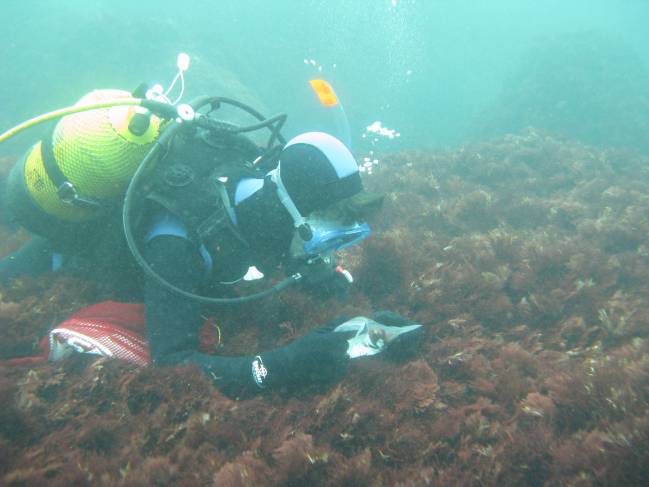 Recogieron muestras de algas durante los veranos del 2010 y 2011, con el fin de investigar la población del alga Gelidium corneum