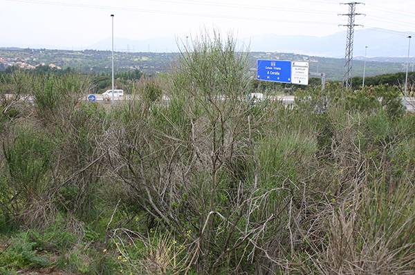 Ejemplares del arbusto 'Spartium junceum', en el Parque Regional de la Cuenca Alta del Manzanares