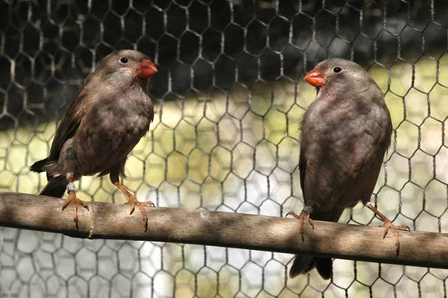 Camachuelo trompetero