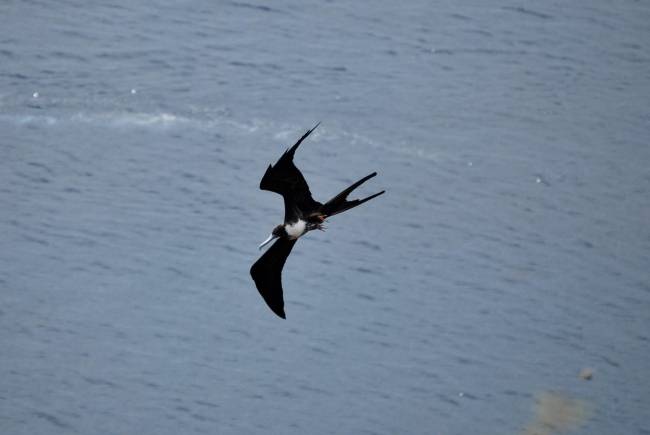 Una fragata (Fregata magnificens)