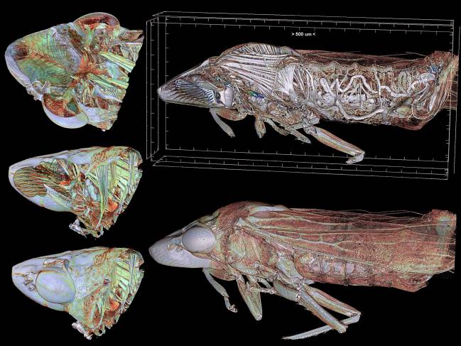  Imagen de la Homalodisca vitripennis, conocida comúnmente como ‘cigarrilla de alas cristalinas’, obtenida con microtomografía.