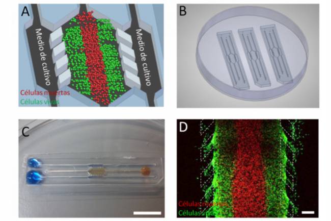 A) Esquema del dispositivo microfluídico. Las células tumorales son alojadas en la cámara central en combinación con una matriz proteica tridimensional. Posteriormente, se perfunde medio de cultivo por los canales laterales para proveer de oxígeno y nutrientes al sistema. B) Se pueden construir matrices con varios dispositivos pegados a una placa de Petri. C) Fotografía de un dispositivo en el que se han perfundido líquidos de distintos colores por los laterales y la cámara central. Escala 1 cm. D) Imagen de microscopía confocal del dispositvo. Tras 6 días en cultivo, las células de tumor cerebral (U-251 MG) se tiñeron con colorantes específicos para evaluar su viabilidad. Las células vivas aparecen en verde, mientras que las muertas aparecen en rojo. Los pilares que delimitan la frontera entre la cámara central y los canales laterales se han dibujado en línea blanca discontinua. Escala 400 µm.