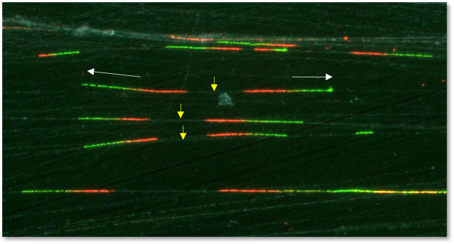 oléculas de ADN en proceso de copiado en células humanas