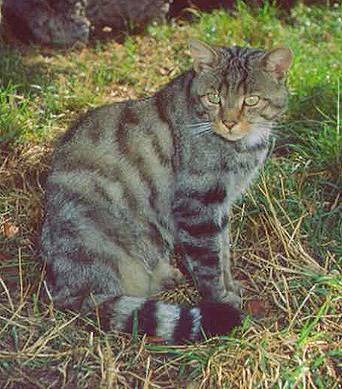 Gato montés (Felis silvestres)