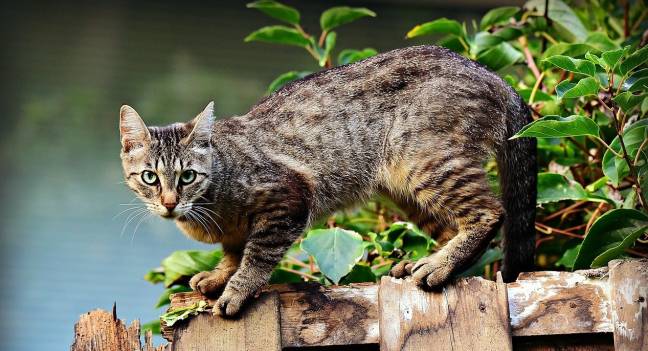 Un gato doméstico encaramado a una valla