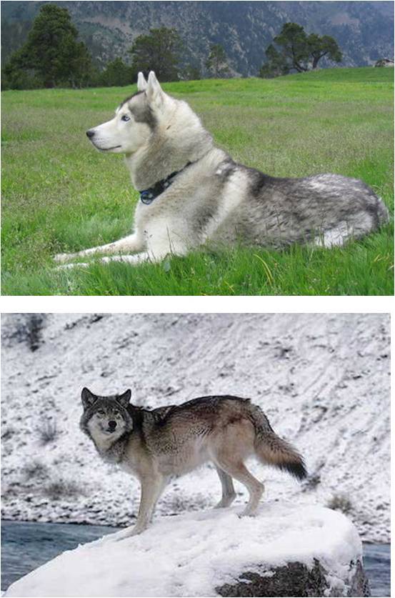 Ejemplo de husky y de lobo gris. / Óscar Ramírez.