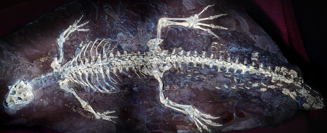 El esqueleto fósil original de Montsecosuchus.