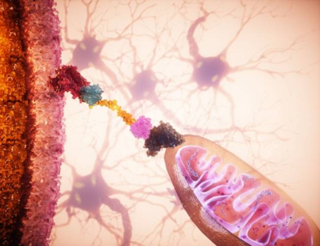 mitocondrias, reparación celular