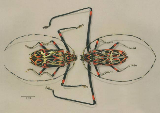 ACROCINUS LONGIMANUS MALE AND FEMALE