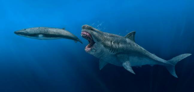 Representación artística de un Otodus megalodon depredando a un balenóptero