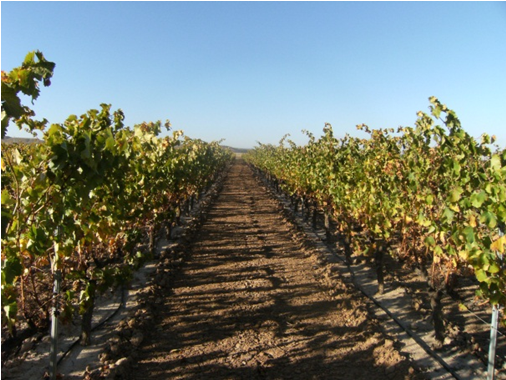 Viñedo en La Rioja.