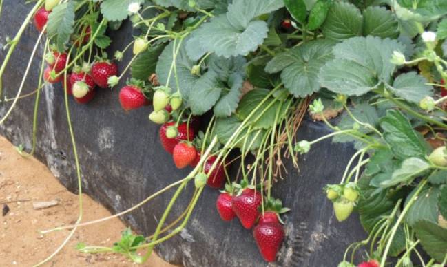 La selección de bacterias aumenta la producción y el calibre del fruto