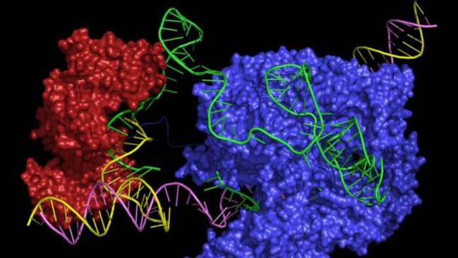 Nuevo editor CRISPR  que podría corregir casi todas las enfermedades genéticas