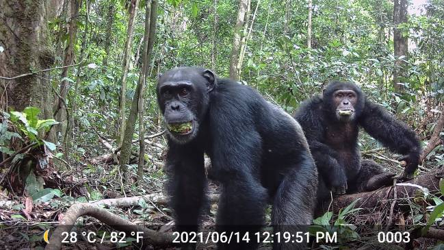 Un par de chimpancés