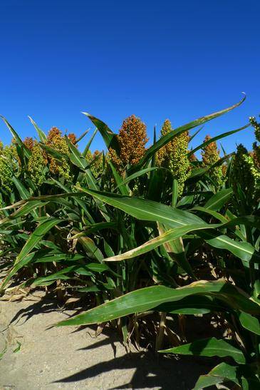 Sorgo