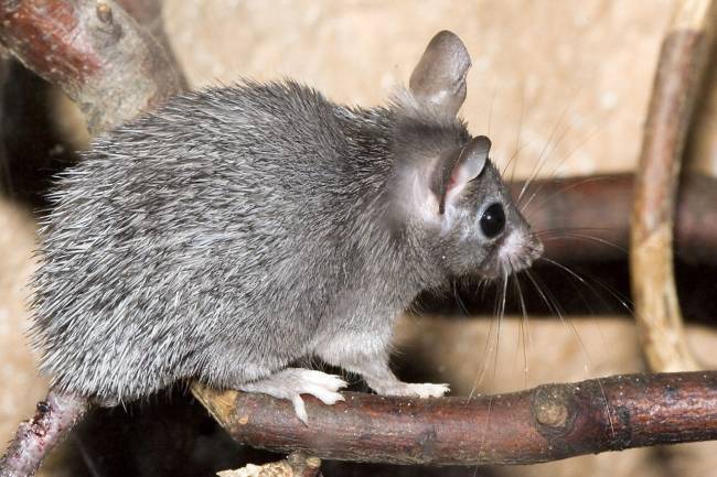 Ratón espinoso africano 