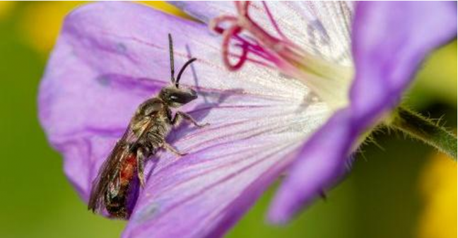 Imagen de la especie de abeja ‘Lasioglossum nigripes'