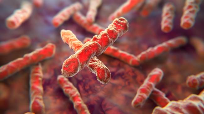 bacterias tuberculosis