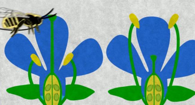 Captura del vídeo de flores y abejas