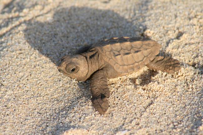 Cria de tortuga marina