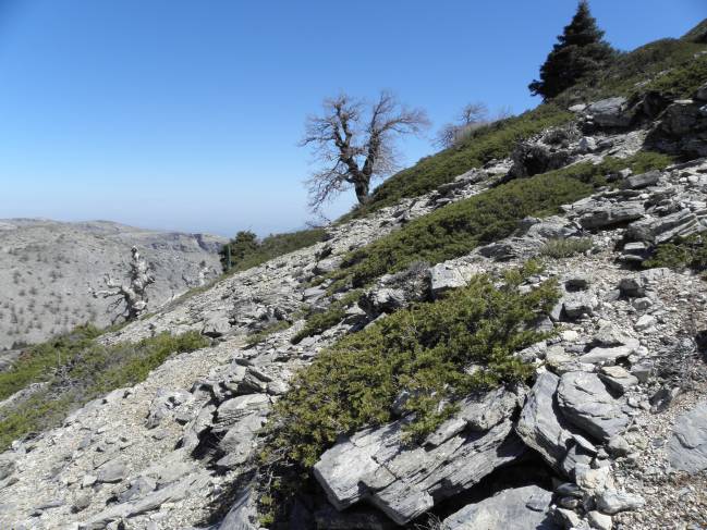 Un aumento de la temperatura y una disminución de las precipitaciones acrecentará el estrés climático que soportan estas plantas