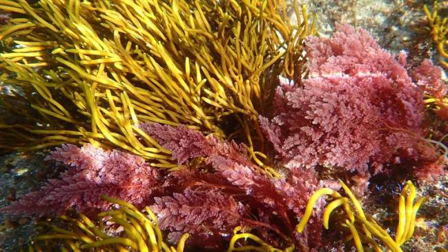 Alga invasora