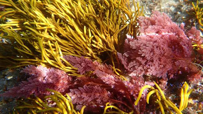 Alga invasora