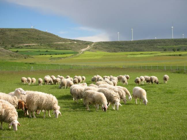 Una tesis realizada en la Estación Agrícola Experimental (CSIC) permite afirmar que una ingesta moderada obtendría los mismos beneficios pero reduciendo costes.