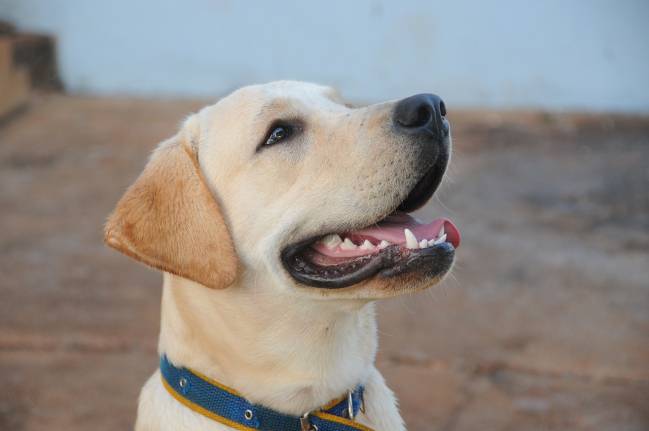 perro labrador