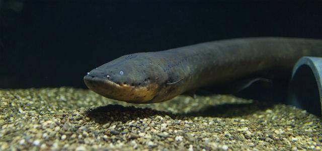 Anguila eléctrica en un acuario