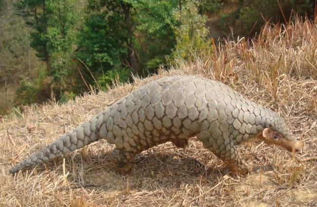 pangolín