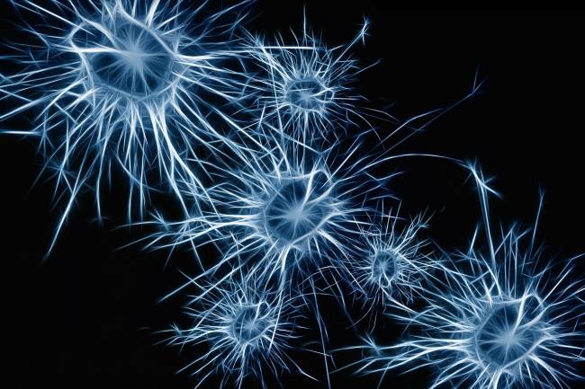neuronas