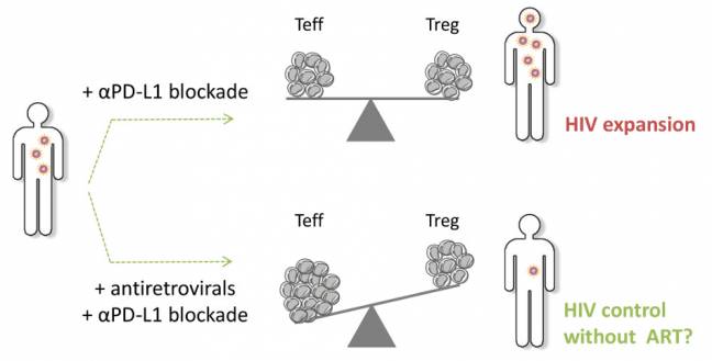 Figura cedida por los investigadores / CCS-UPF