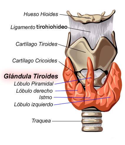 Glándula tiroides